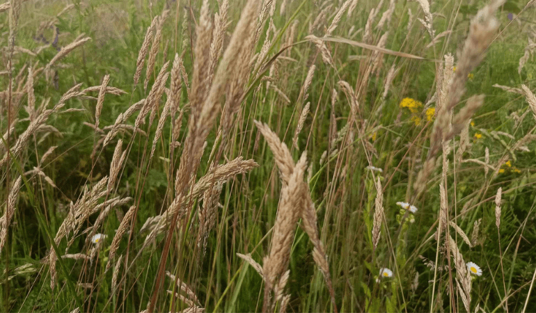 Mieszanki traw – czym się różnią?