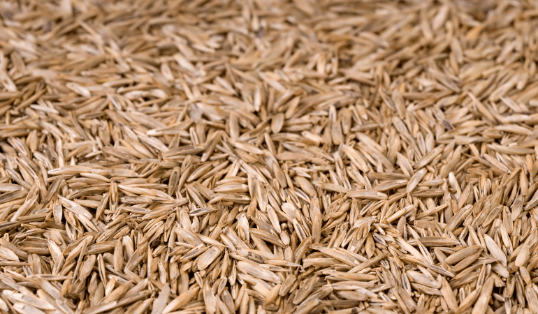 Nasiona traw w mieszankach