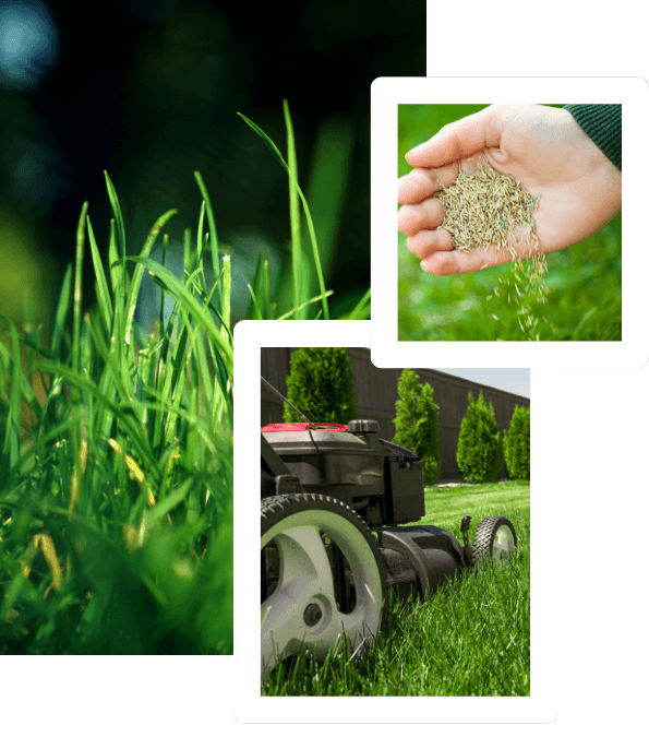 Vegano – zdjęcia trawnika