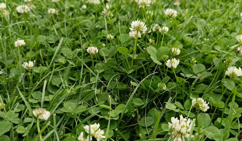 Mikrokoniczyna – czym jest i kiedy ją stosować?