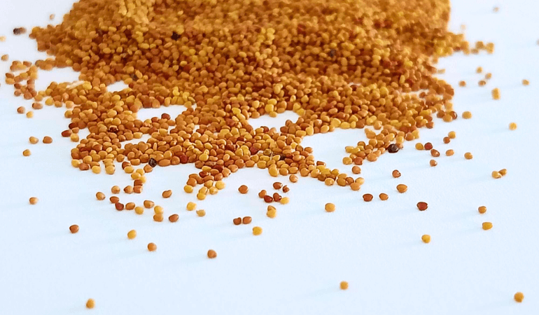 Nasiona mikrokoniczyny