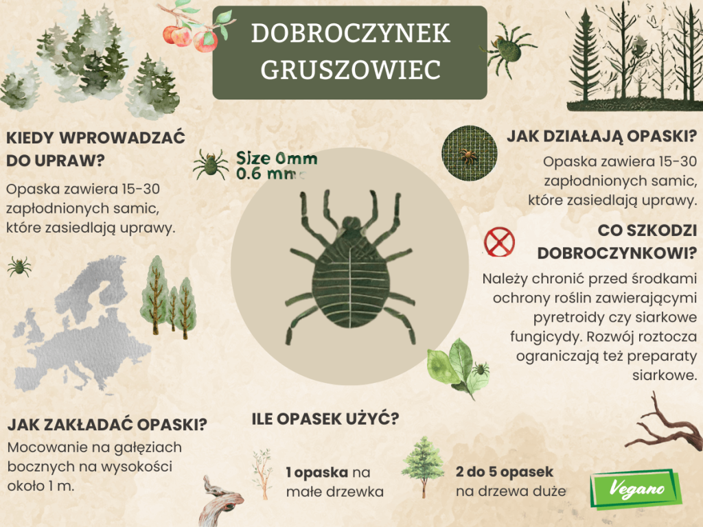 Dobroczynek gruszowiec - infografika
