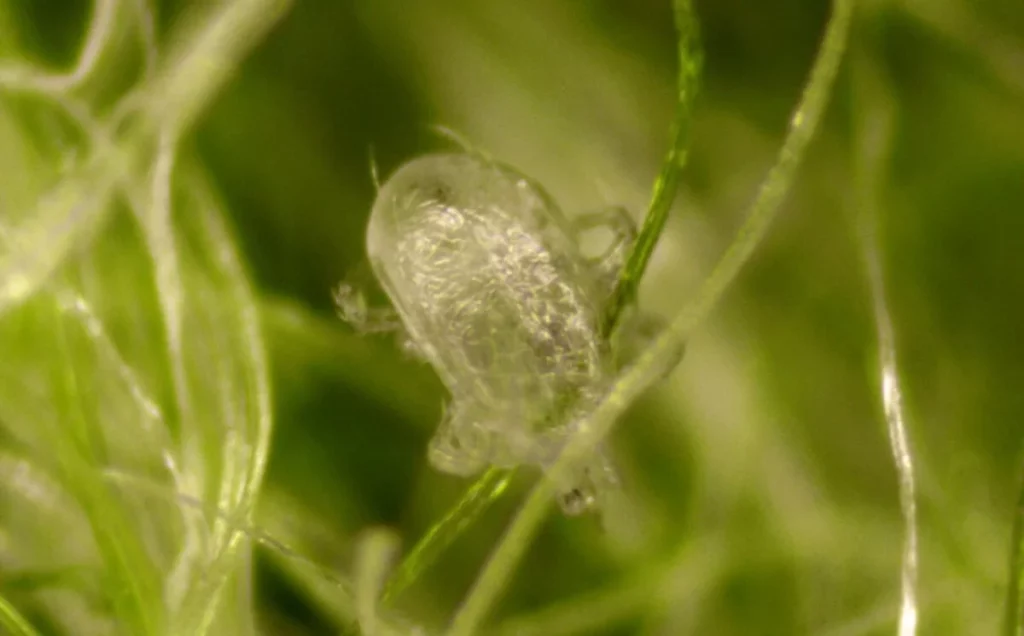 Wygląd dobroczynka gruszowca