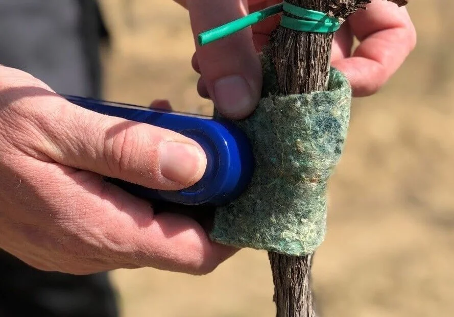 Sposób zakładania opaski z dobroczynkiem