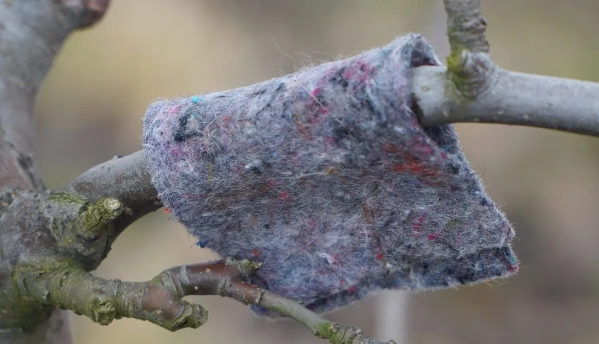 Dobroczynek gruszowiec (naturalny SPRZYMIERZENIEC)