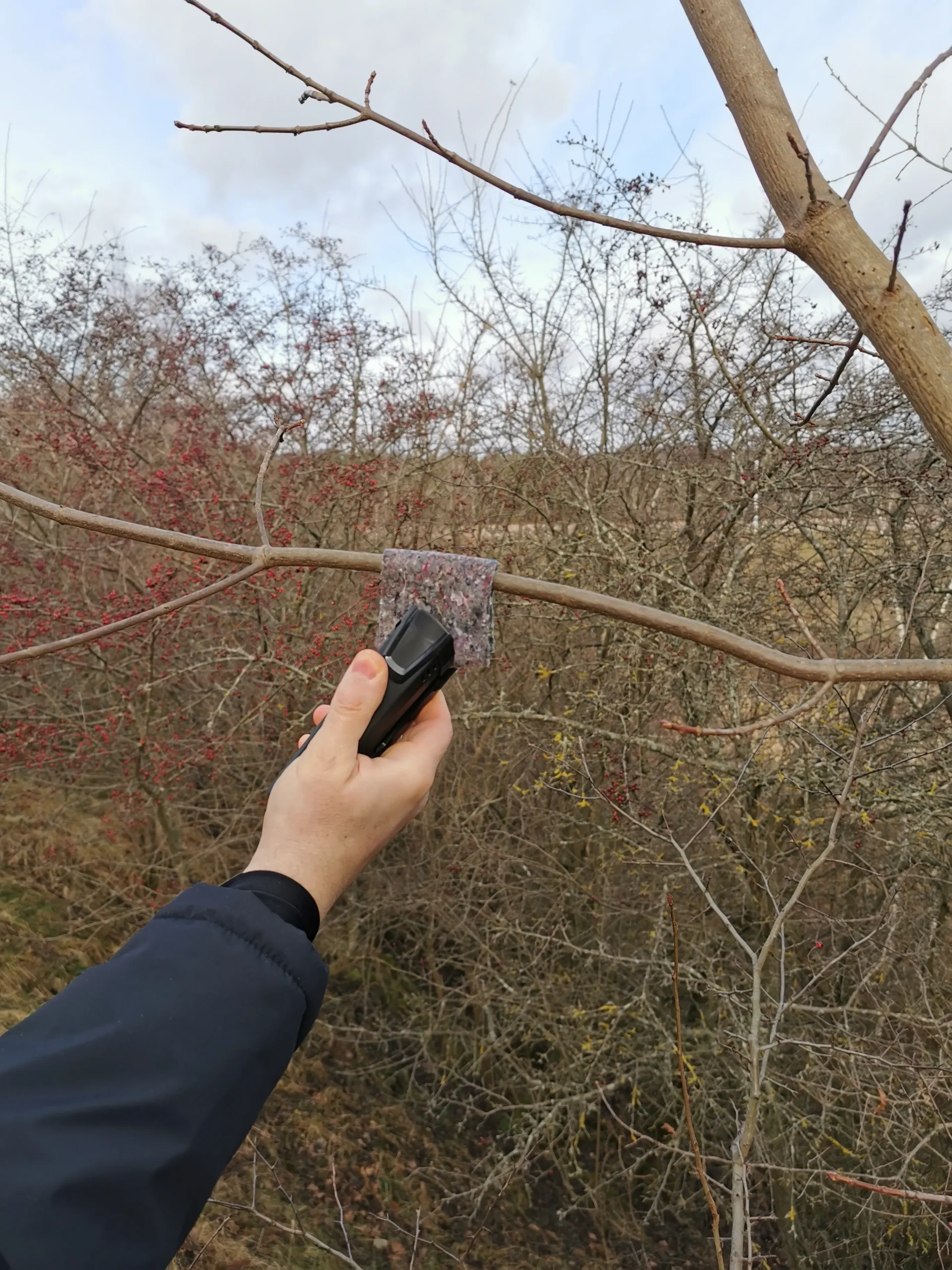 zawieszanie dobroczynka gruszowego vegano