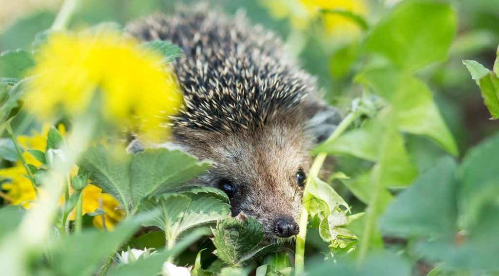 Jeż w ogrodzie