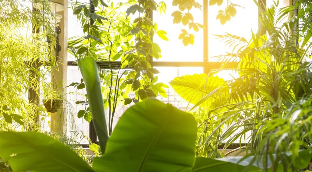 Rośliny doniczkowe w domu