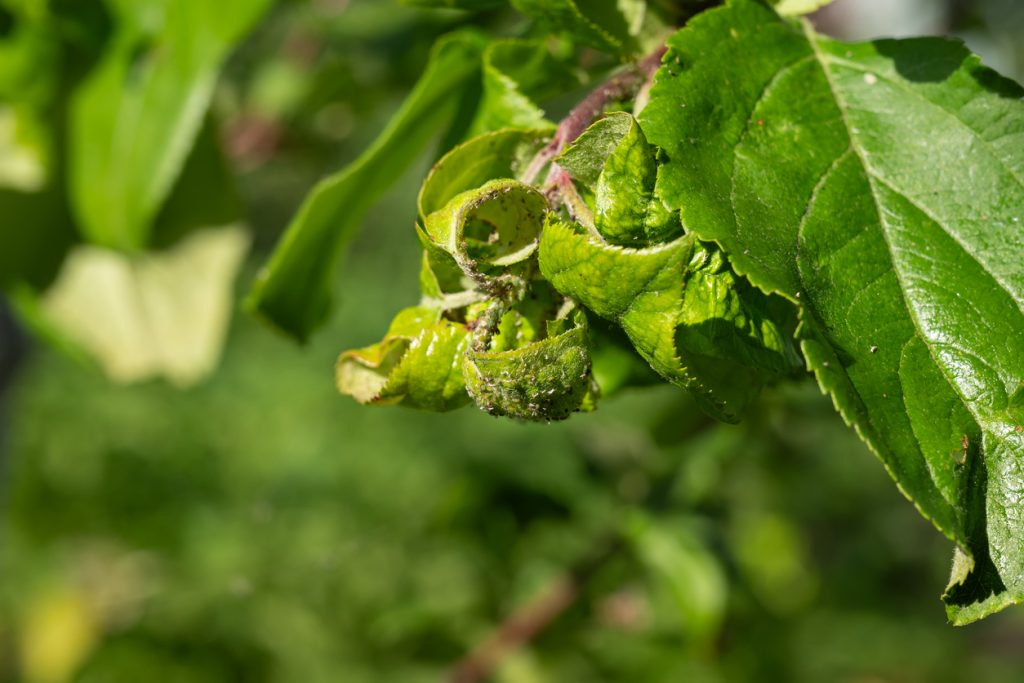 Żółte tasiemki na mszyce - jak działają?