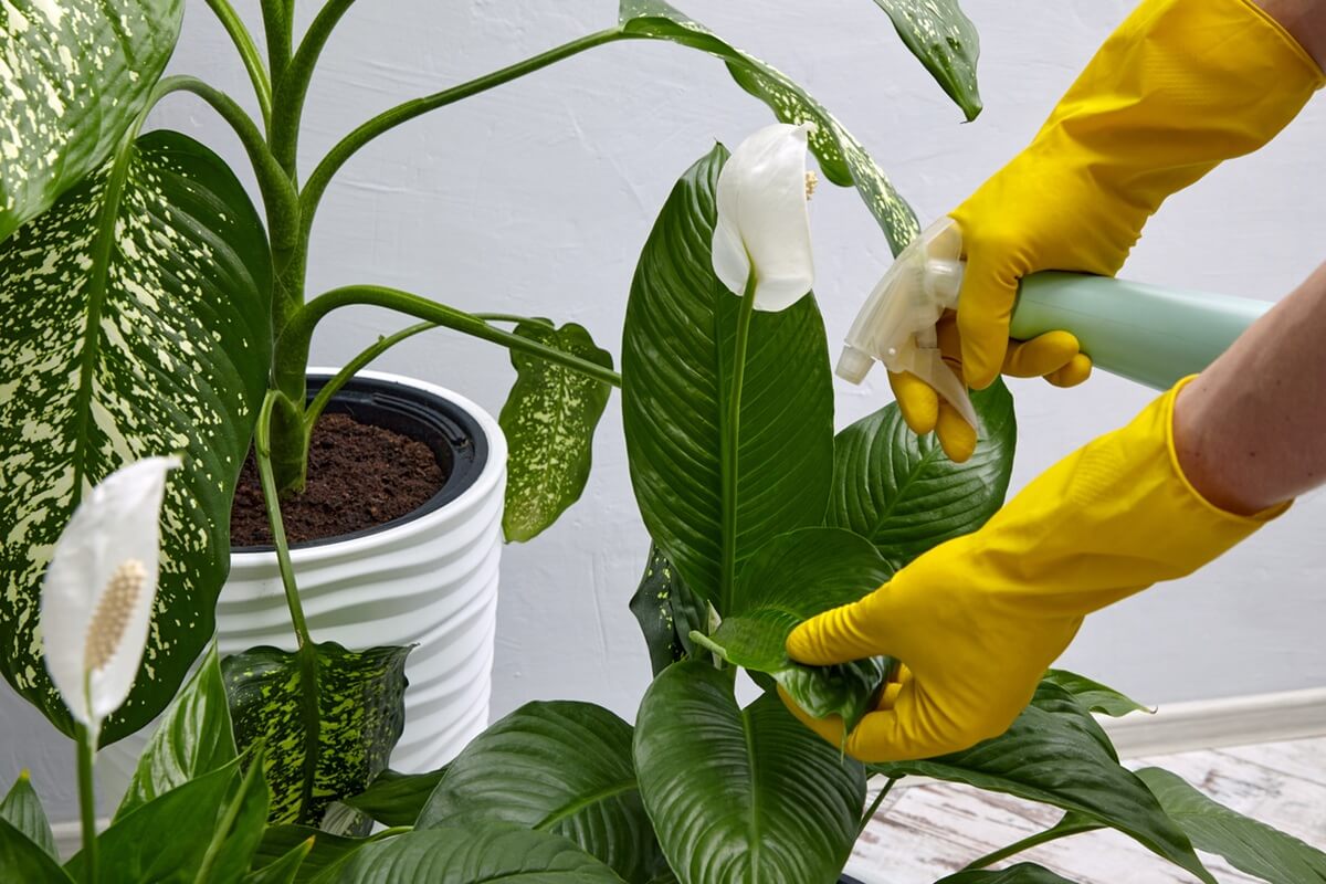 Regenerator do roślin