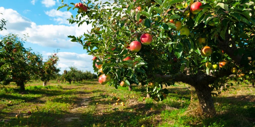 Jabłoń w sadzie - zastosowanie dobroczynka kalifornijskiego