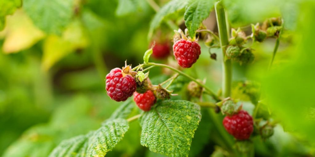 Maliny w ogrodzie - zastosowanie dla dobroczynka