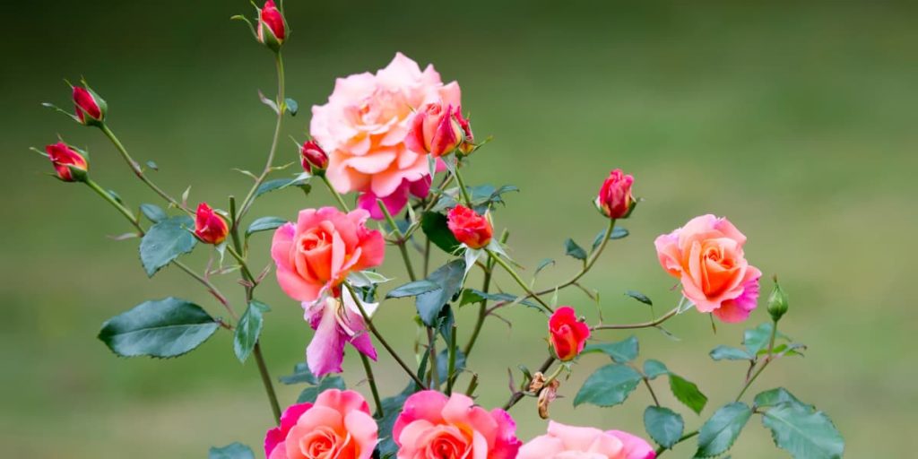 Róże w ogrodzie - zastosowanie dobroczynka swirskiego