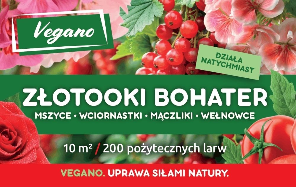 Złotooki bohater. Larwy złotooka. Zwalczanie Mszyc, wciornastków, mączlików, wełnowców.