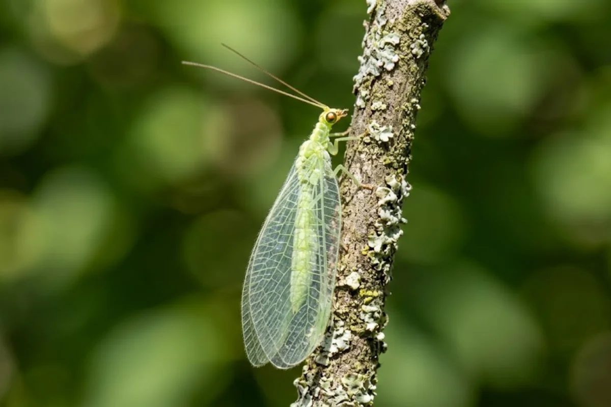 Złotook na gałęzi