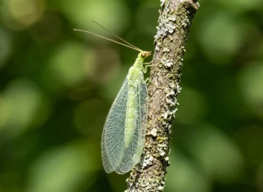Złotook na gałęzi